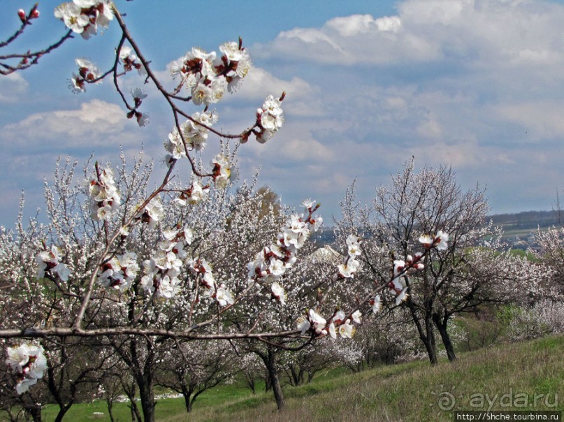 Цветущие абрикосы - наш ответ японцам и их сакуре
