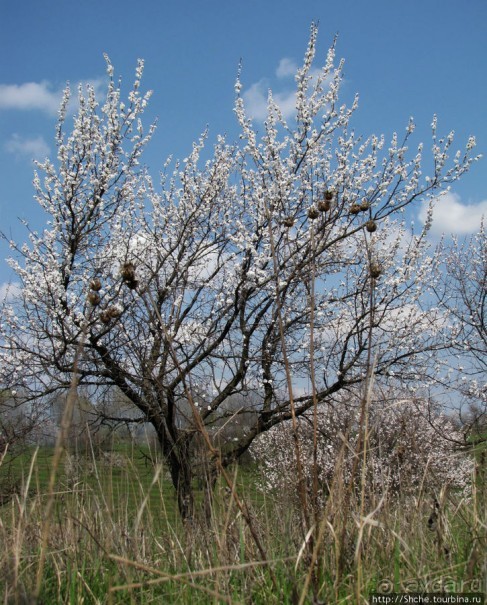 Цветущие абрикосы - наш ответ японцам и их сакуре