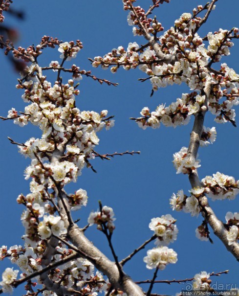 Цветущие абрикосы - наш ответ японцам и их сакуре