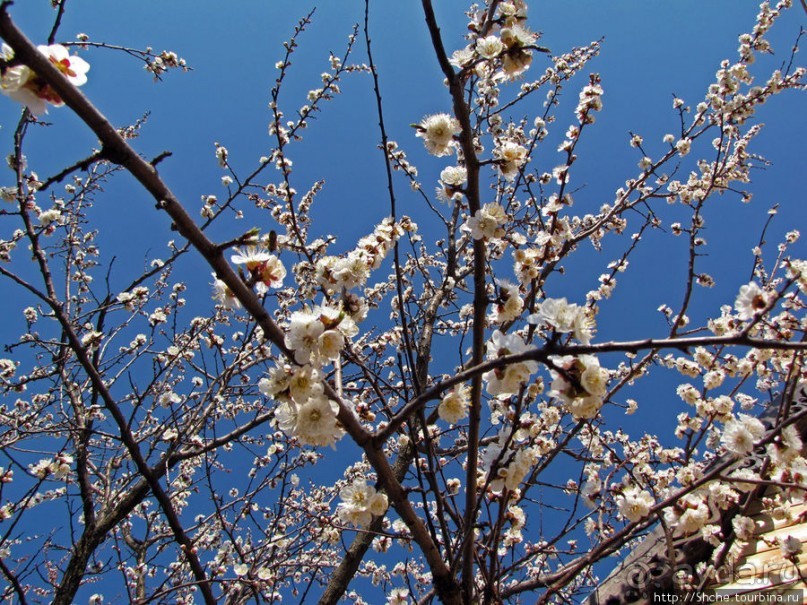 Цветущие абрикосы - наш ответ японцам и их сакуре