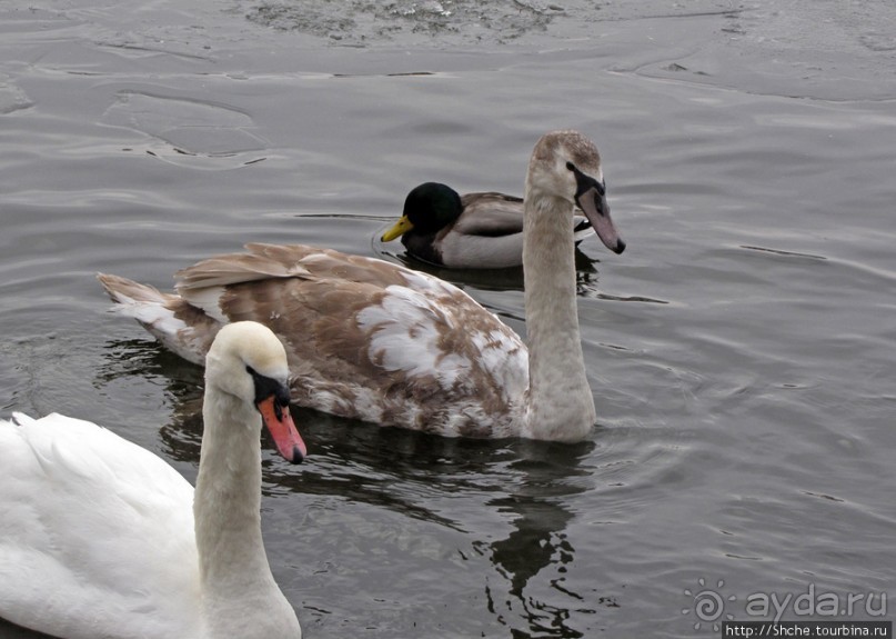 "По нетопанным тропам протопали ..."- незнакомый Копенгаген