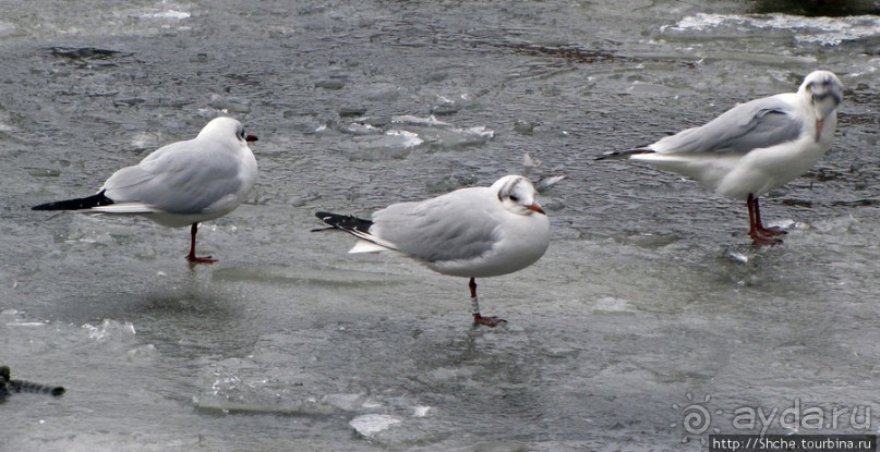 "По нетопанным тропам протопали ..."- незнакомый Копенгаген