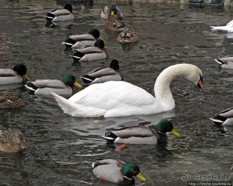 "По нетопанным тропам протопали ..."- незнакомый Копенгаген