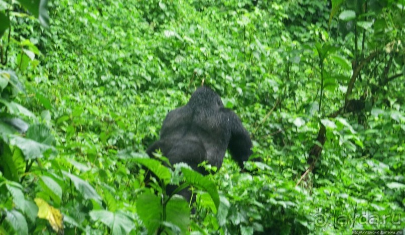 Большой Брат, я слежу за тобой