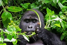 Большой Брат, я слежу за тобой