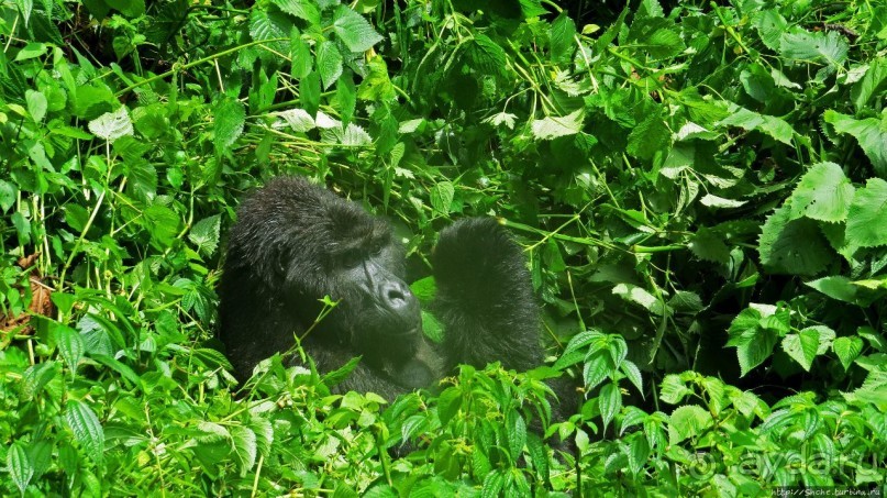 Большой Брат, я слежу за тобой