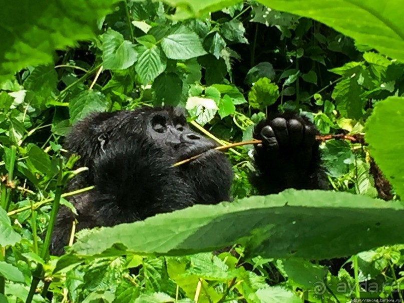 Большой Брат, я слежу за тобой