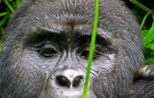 Большой Брат, я слежу за тобой