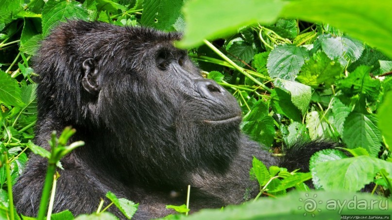 Большой Брат, я слежу за тобой
