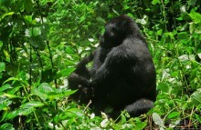 Большой Брат, я слежу за тобой
