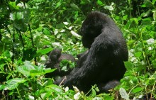 Большой Брат, я слежу за тобой