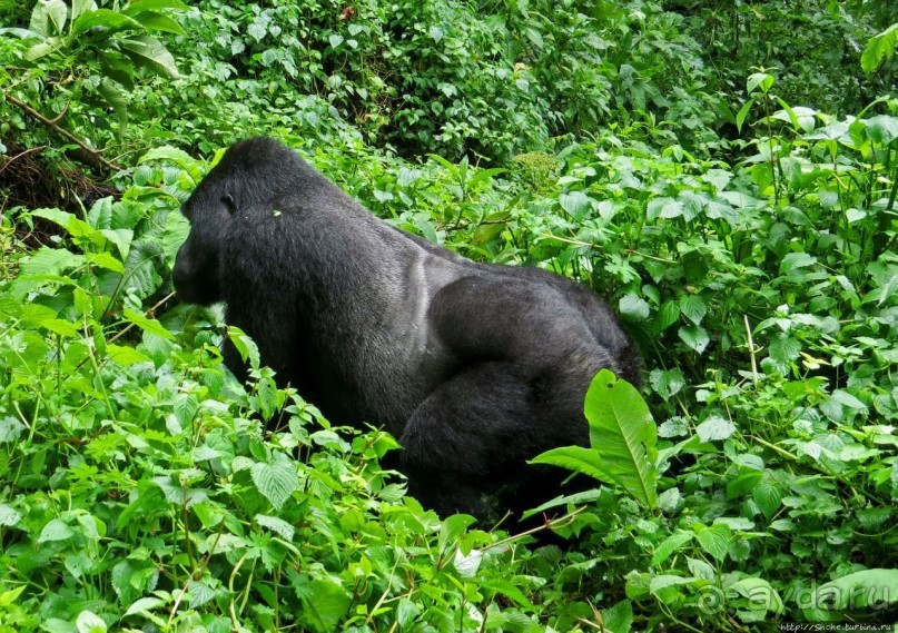 Большой Брат, я слежу за тобой