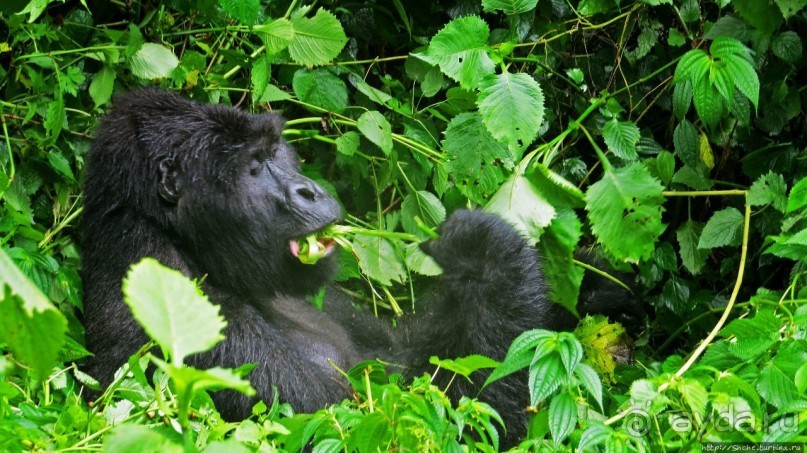 Большой Брат, я слежу за тобой