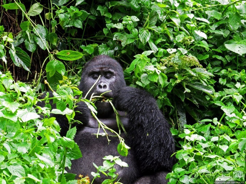 Большой Брат, я слежу за тобой