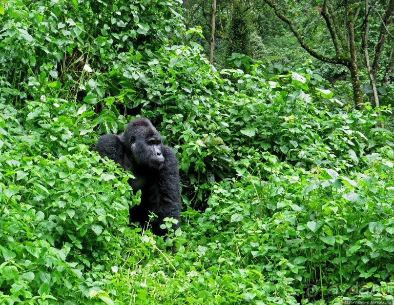 Большой Брат, я слежу за тобой