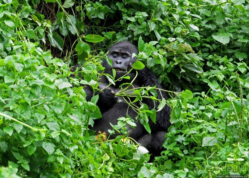 Большой Брат, я слежу за тобой