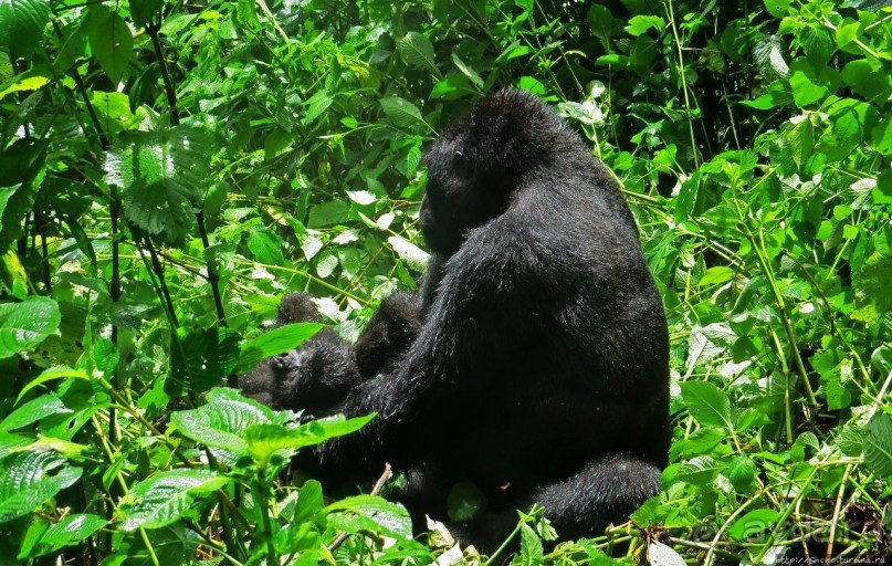 Большой Брат, я слежу за тобой