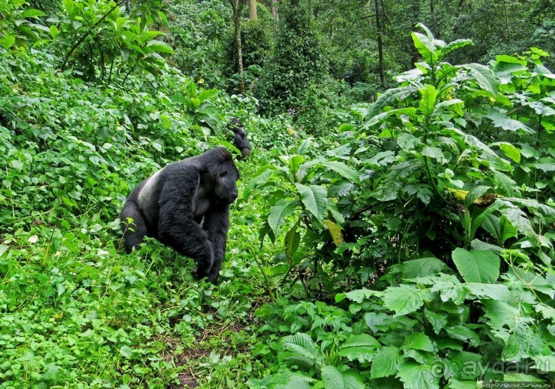 Большой Брат, я слежу за тобой