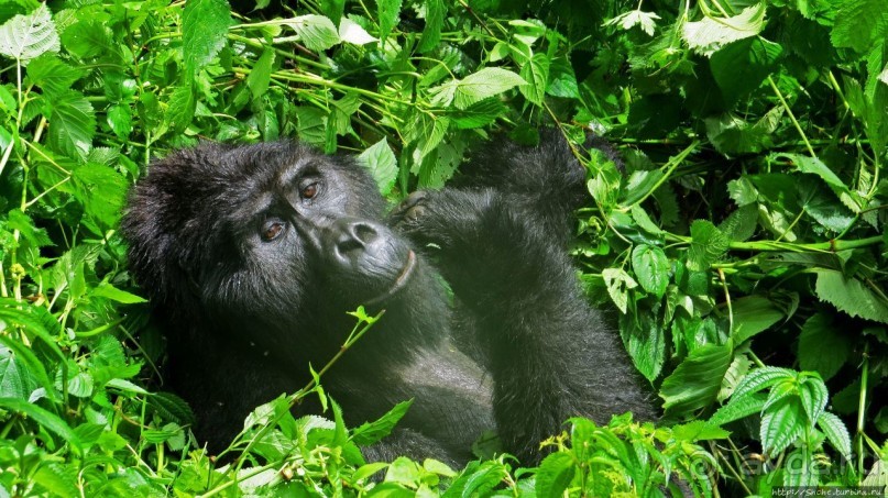 Большой Брат, я слежу за тобой