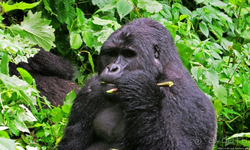 Большой Брат, я слежу за тобой