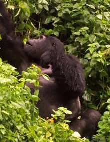 Большой Брат, я слежу за тобой