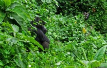 Большой Брат, я слежу за тобой