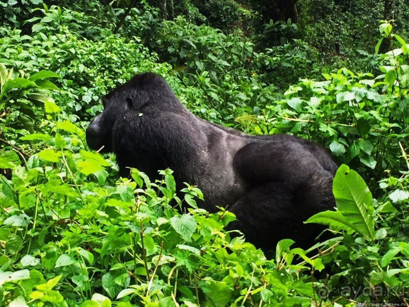 Большой Брат, я слежу за тобой