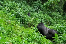 Большой Брат, я слежу за тобой