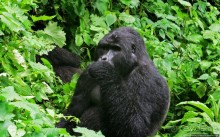 Большой Брат, я слежу за тобой