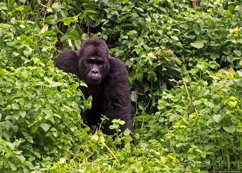 Большой Брат, я слежу за тобой