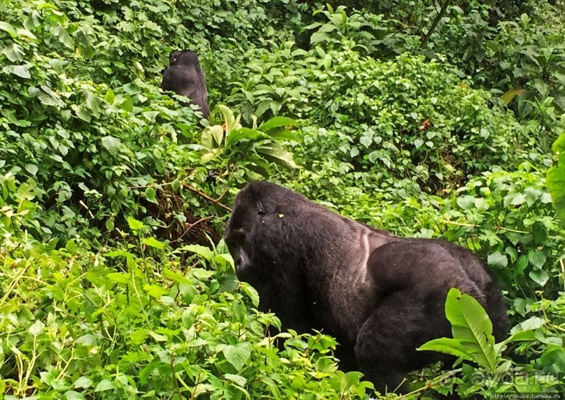 Большой Брат, я слежу за тобой