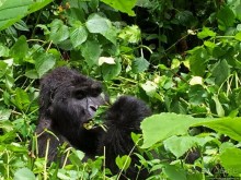 Большой Брат, я слежу за тобой