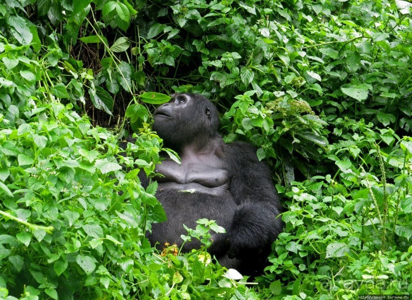 Большой Брат, я слежу за тобой