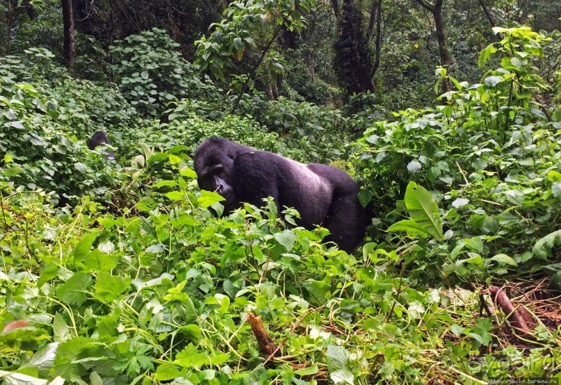 Большой Брат, я слежу за тобой