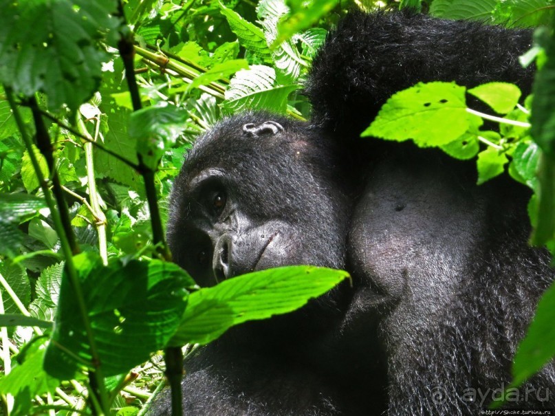 Большой Брат, я слежу за тобой