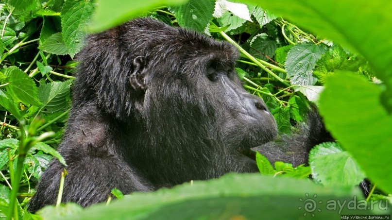Большой Брат, я слежу за тобой