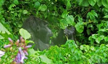 Большой Брат, я слежу за тобой