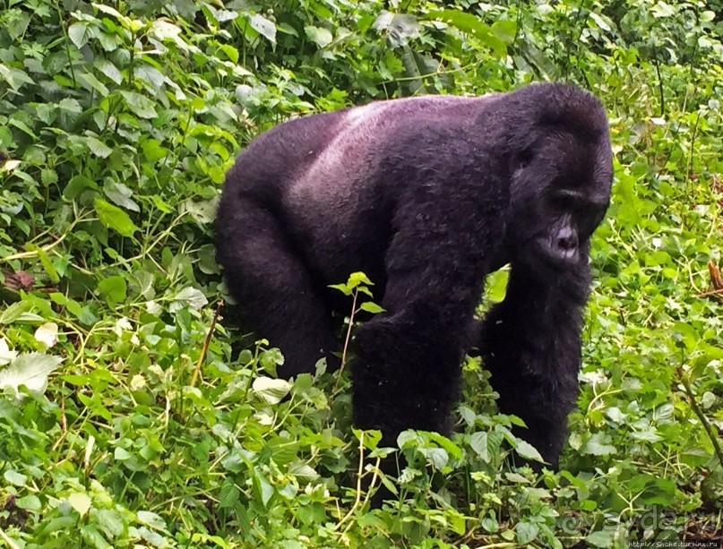 Большой Брат, я слежу за тобой