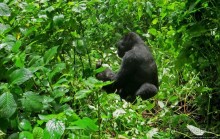 Большой Брат, я слежу за тобой