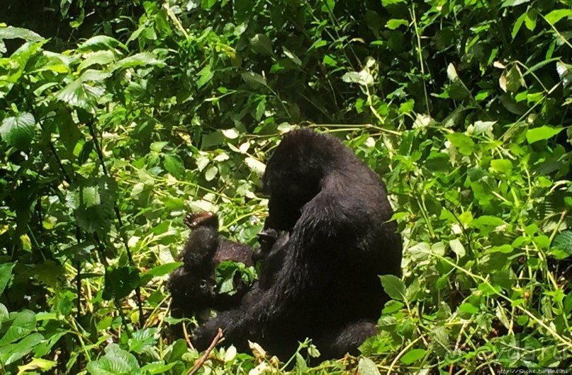 Большой Брат, я слежу за тобой
