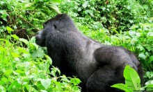 Большой Брат, я слежу за тобой