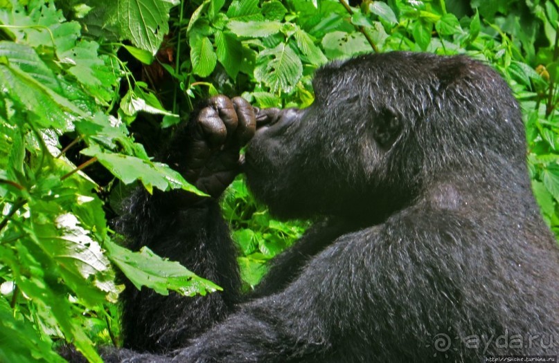 Большой Брат, я слежу за тобой