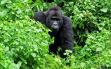 Большой Брат, я слежу за тобой