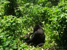 Большой Брат, я слежу за тобой