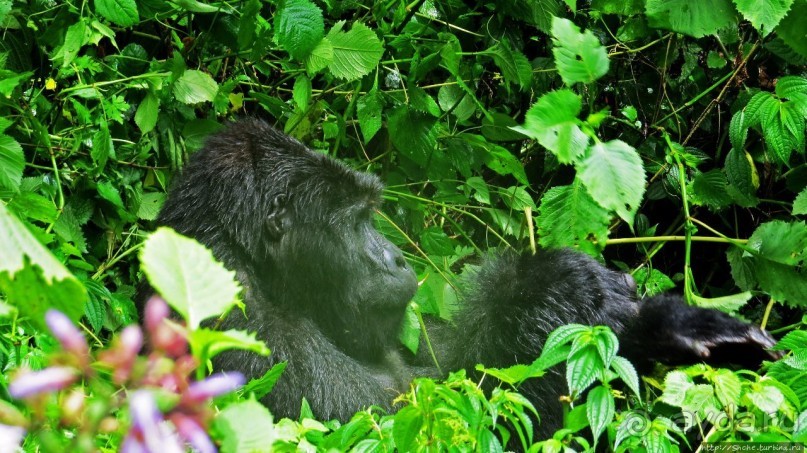 Большой Брат, я слежу за тобой