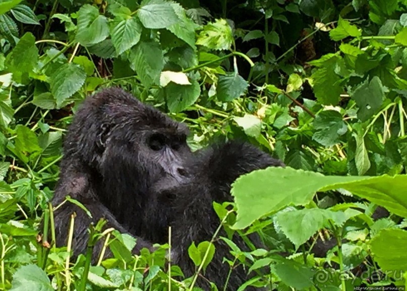 Большой Брат, я слежу за тобой