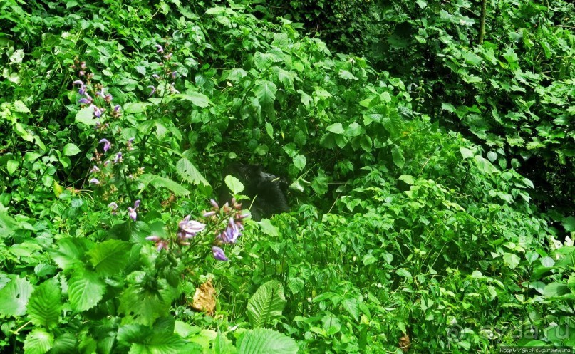 Большой Брат, я слежу за тобой