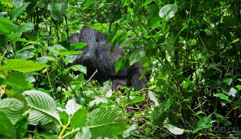 Большой Брат, я слежу за тобой