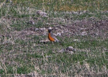 "Братья наши..." Американские страницы "Animal Planet"