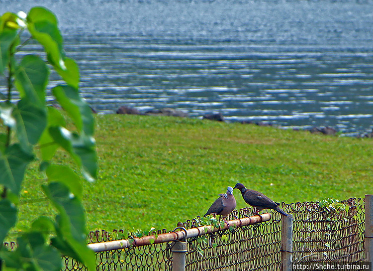"Братья наши..." Американские страницы "Animal Planet"